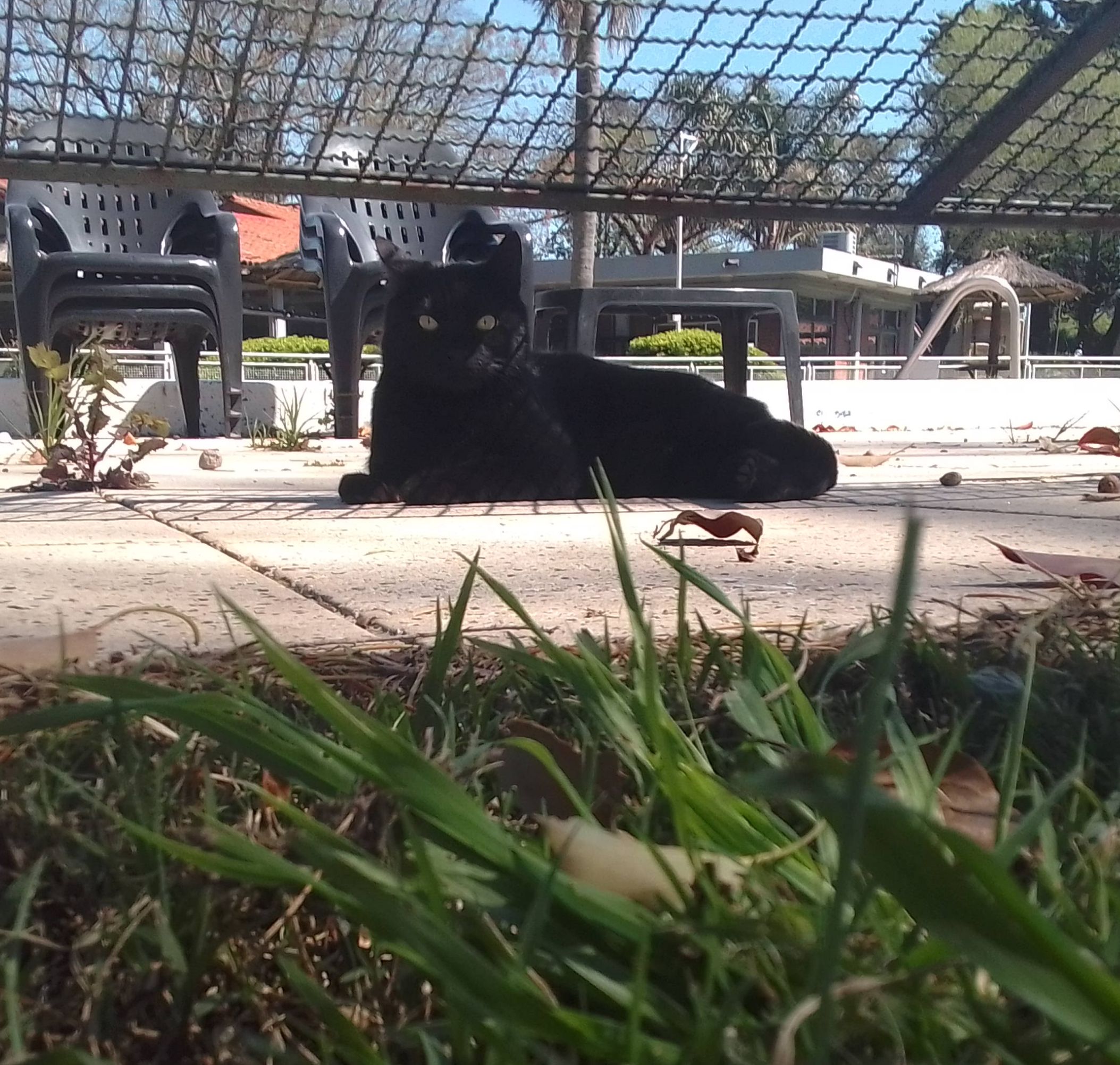 gato de kadima